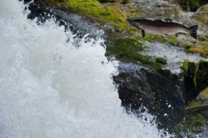 Salmon jumping upstream, Florian Schulz