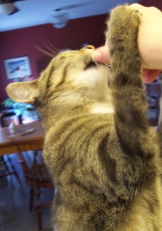 Cat reaching up for a treat, not drugs