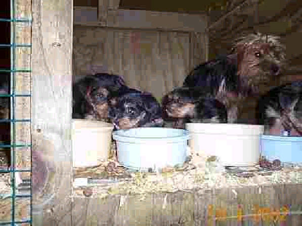 puppy mill terrier mother and pups