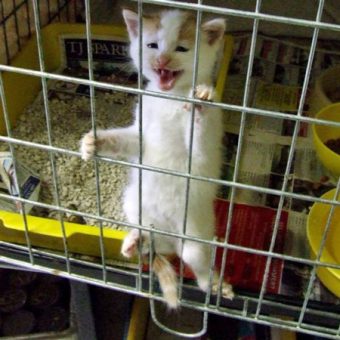 Kitten climbing bars of cage in shelter