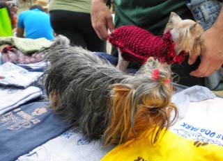 Yorkies trying on coats at STDOA booth
