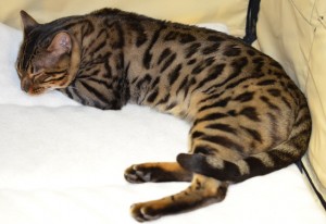 Bengal cat napping