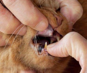 Wilma's broken front tooth - formerly feral cats