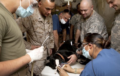 MWD gets root canal at Holland Working Dogs Vet Clinic