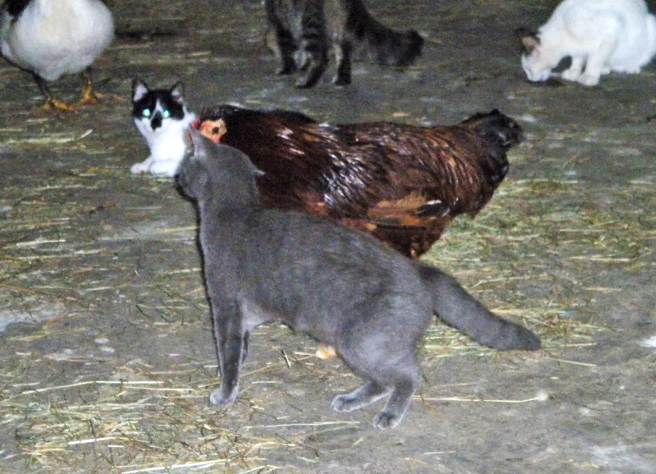 cats-and-hen-photo-d-stewart