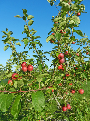 apple-tree-photo-d-stewart