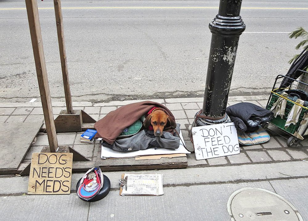 Homeless Companions