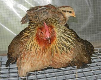 chick-atop-hen