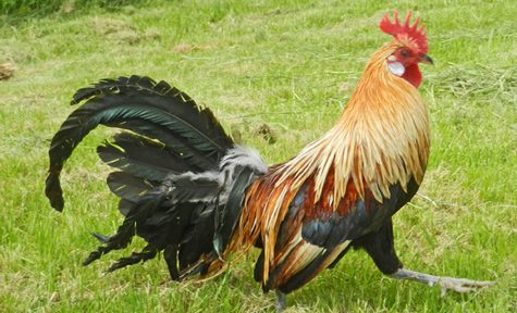 rooster-strut