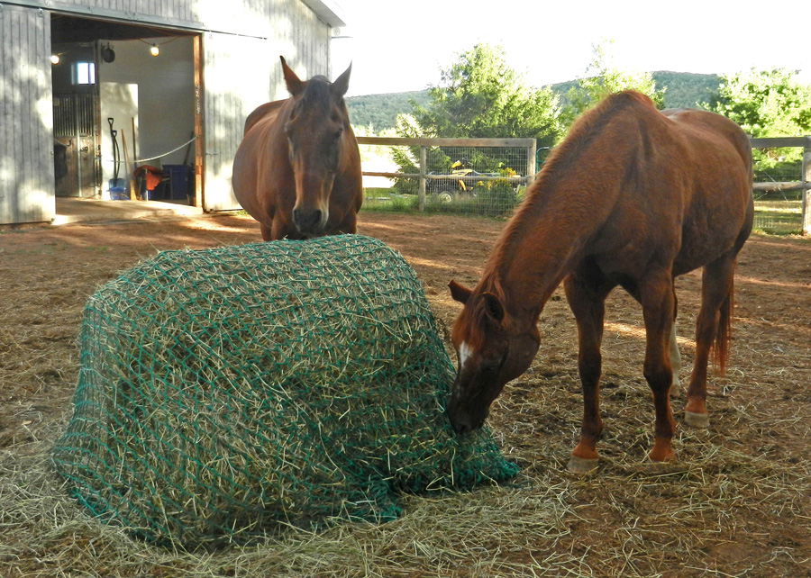 keeping horses and hay photo d stewart