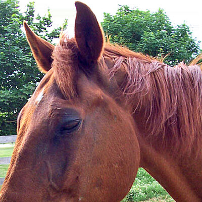 Horse: Free to a good home