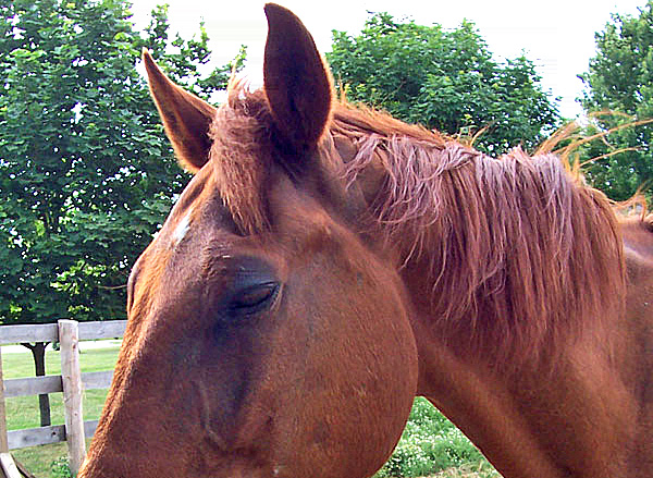 Horse: Free to a good home