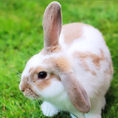 Animal Testing