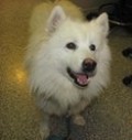 Nicky, ABCRescue December 2010 NIght before Christmas Dog Nicky an American Eskimo