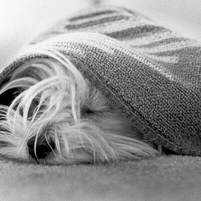 Dog blankets, beds & coats needed! (Dec. 8/10)