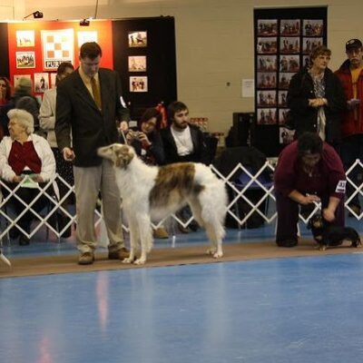 Kennel Club Show