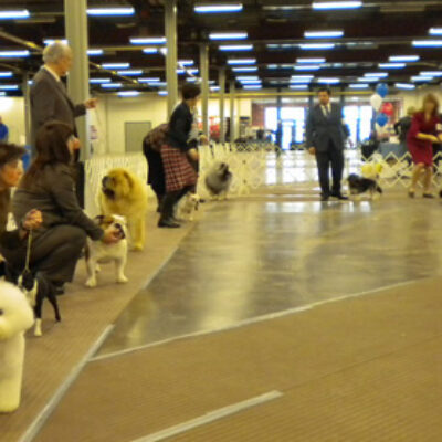 Best in Show