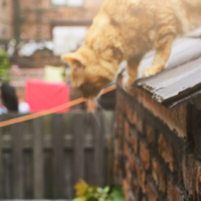 Coronation Street: A (cat) star is born!
