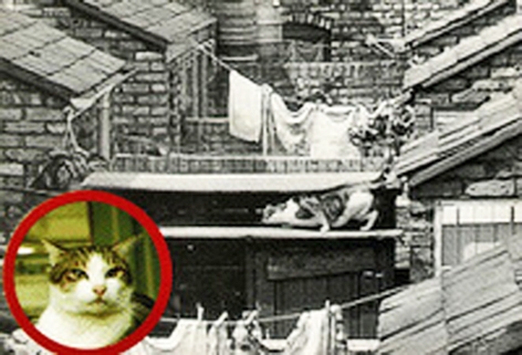 coronation-street-cat-frisky