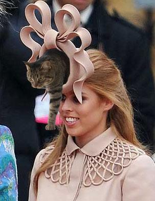 High fashion hat or cat bed on head?