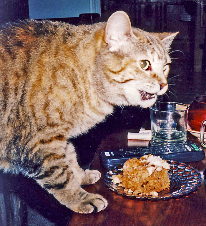 cat-with-cake-photo-j-stewart