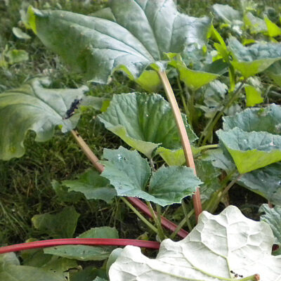 Rhubarb