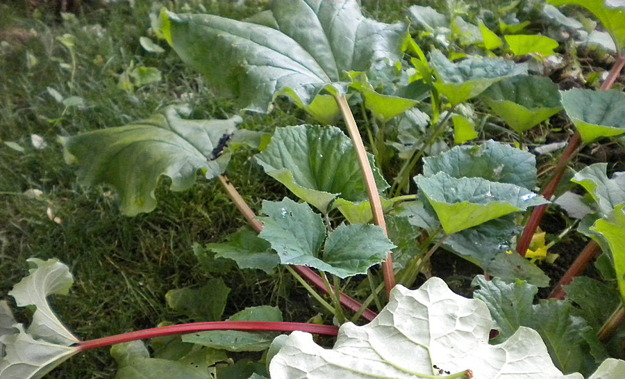 rhubarb-plant plant-photo-d-stewart