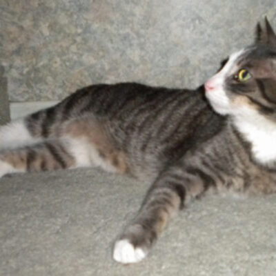 Dear Cat Dumper