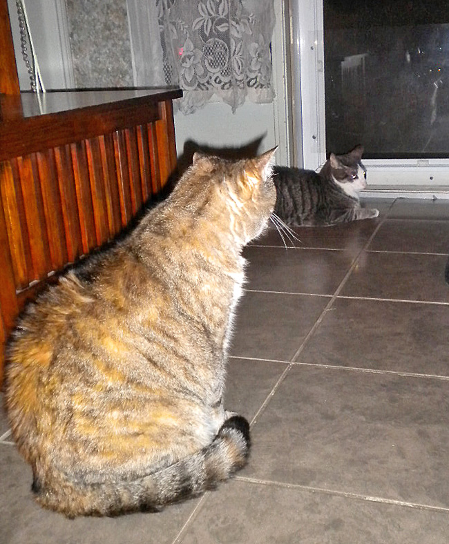 cat-watches-wally-photo-d-stewart