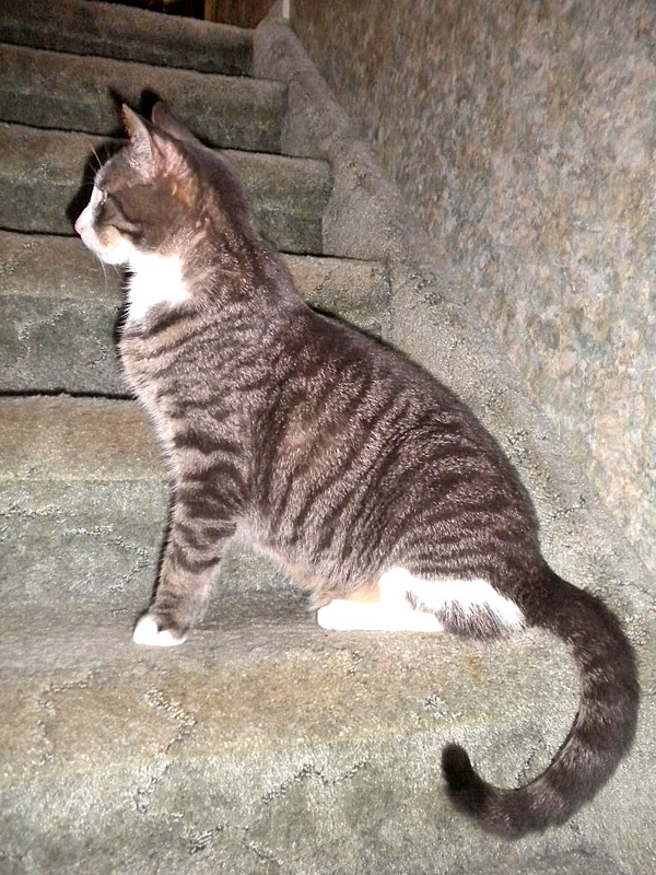 wally-on-stairs-photo-d-stewart