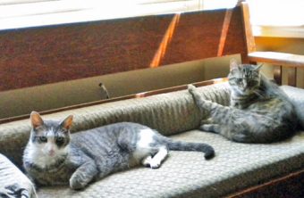 Cats lying on settee peacefully photo d stewart