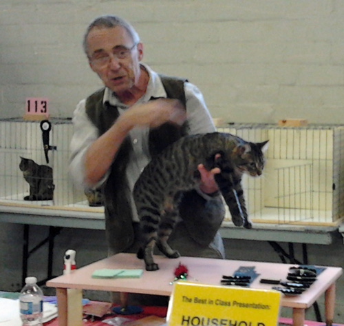 Tabby in household pet class