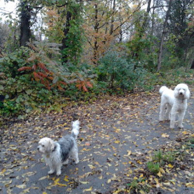 The Dog Park