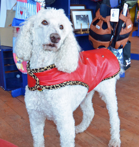 Red leather dog coat photo d stewart