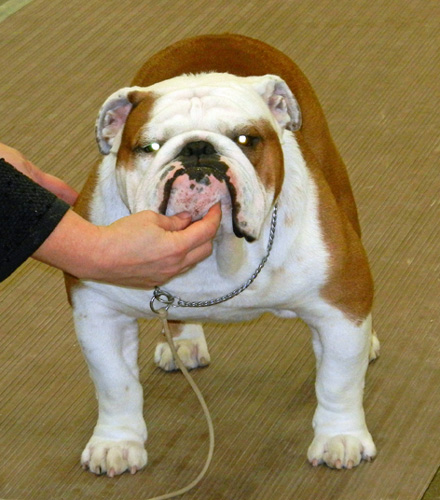 Bulldog in dog show ring Elgin County Kennel Club photo d stewart