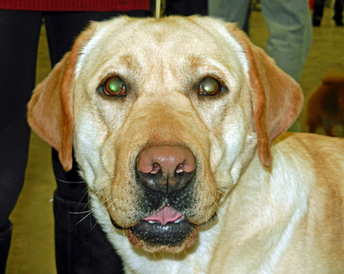 Golden Labrador Elgin County Kennel Club dog show photo d stewart