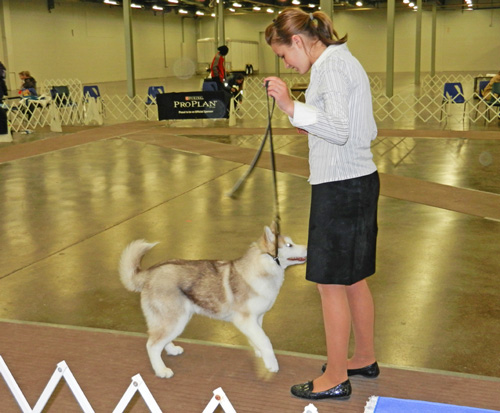 Siberian Husky puppy Elgin County Kennel Club photo d stewart