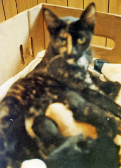 cedric and kittens-feb-1982-photo-d-anger