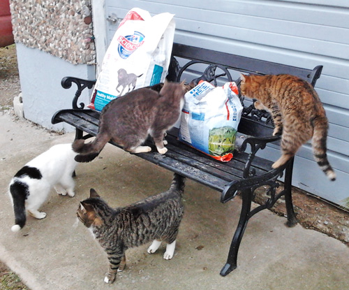farm cats investigate dog and cat food delivery farm cats investigate dog and cat food delivery