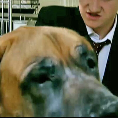Schmeichel, the Greatest Dane