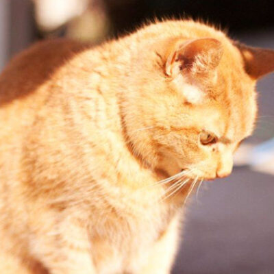 Wilma the Cat