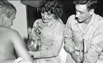 Yorkie Doodle Update