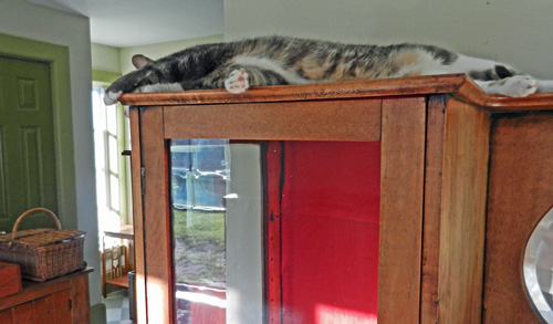 china cabinet with cat in house photo D Stewart