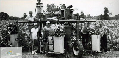 Aug 1986 priming tobacco West Lorne Fodor farm from elgin.ca