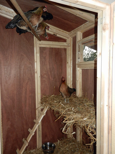 hens-in-coop-2 - cluck sisters