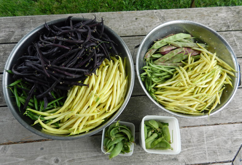 beans-peas beans-peas-d-stewart
