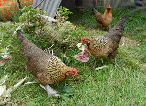 chickens chickens-photo-d-stewart