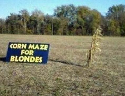 cornmaze for blondes