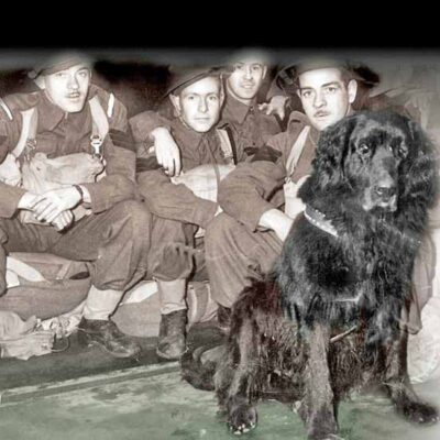 Dogs in War