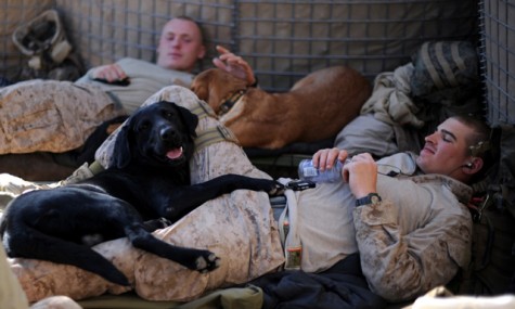 US_wardogs-10 dogs and handlers relaxing